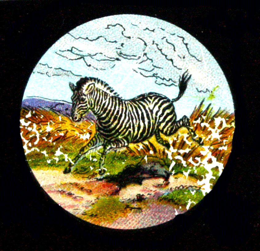 Z Zebra Crossing - The Art of The Magic Lantern